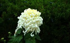 十大名贵菊花种苗品种推荐 | 精品菊苗种植指南