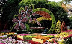 开封观赏菊种苗基地：专业培育优质菊苗