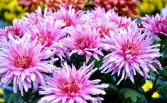 九月菊种苗栽培技术要点 - 从选种到定植的全流