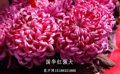 九月菊种苗扦插最佳时间与操作指南