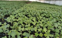 盆栽九月菊种苗管理技巧：从选苗到开花的全程