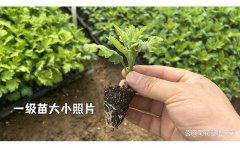 九月菊种苗病虫害防治方法详解