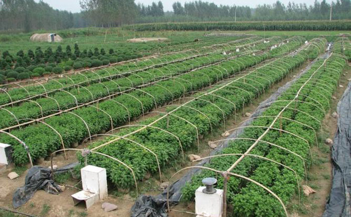 九月菊种苗培育及花芽分化过程示意图