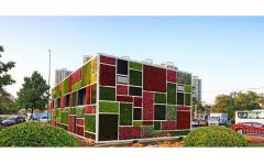 五色草种苗生产基地价格表