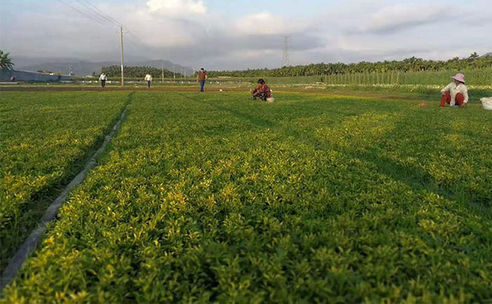实验室分级检测过程 五色草种苗质量检测流程实拍