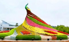 园林造景用五色草种苗大型生产基地直供