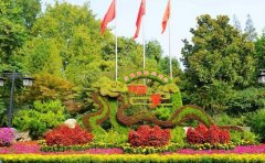 植物雕塑专用五色草种苗｜造型工程选苗指南