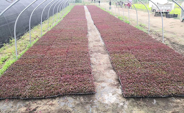 标准化分级育苗流程 五色草工程苗生产基地实拍