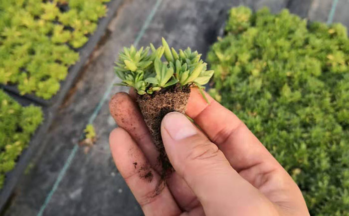 新品种形态特征展示 矮生五色草种苗性状对比图