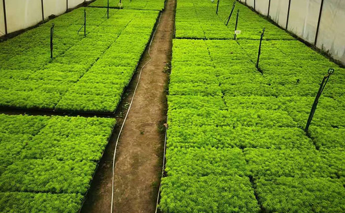 自动化育苗生产线 矮生五色草种苗生产基地栽培实景
