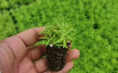 五色草种苗红草绿草黄草-品种区别与景观应用解