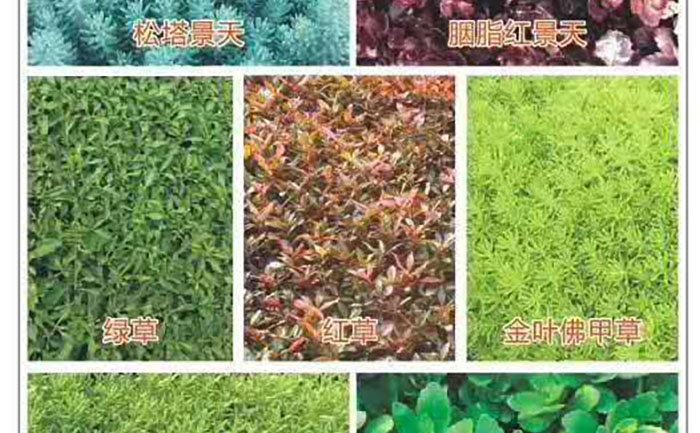 五色草种苗红草绿草黄草叶片形态与生长特征对比图