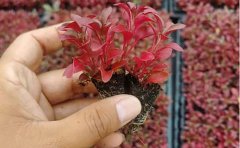 盆栽五色草种苗选购指南｜家庭园艺品种推荐