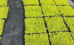 方盘金叶佛甲草专业培育基地｜工程苗木供应商