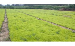 地栽金叶佛甲草种植技术｜专业方案与养护标准