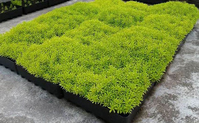 金叶佛甲草屋顶绿化工程实景