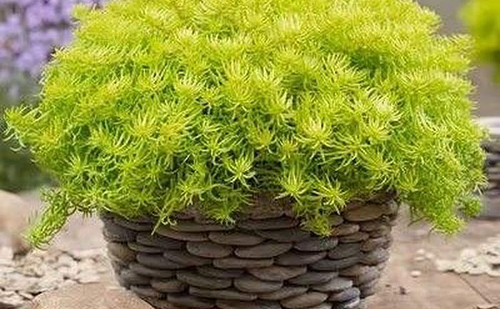 花不同园艺金叶佛甲草特级苗样本