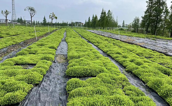 金叶佛甲草屋顶绿化应用案例