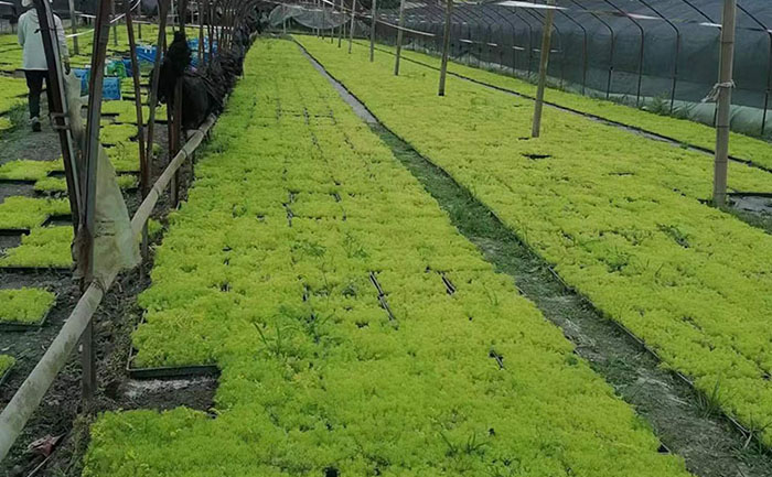 金叶佛甲草工程应用效果对比图