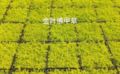 屋顶绿化金叶佛甲草批发｜耐旱耐寒屋顶绿化草