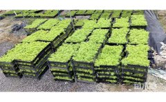 庭院地被金叶佛甲草｜优质种源与立体种植方案