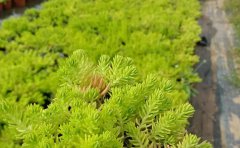 市政隔离带佛甲草种植施工方案
