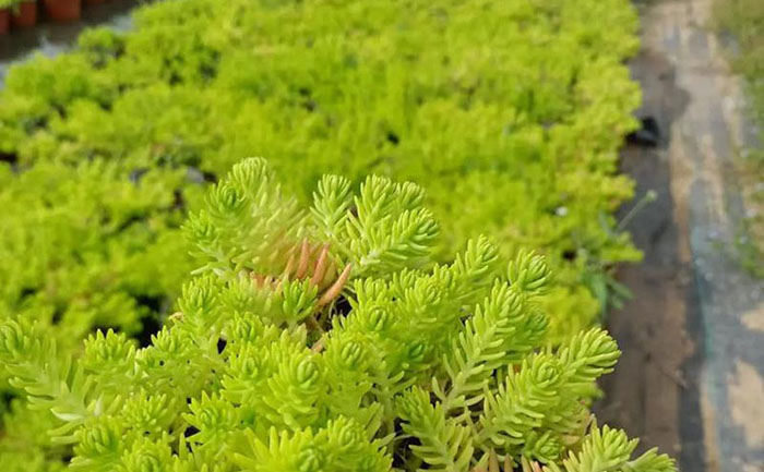 市政道路隔离带佛甲草机械化种植现场实拍