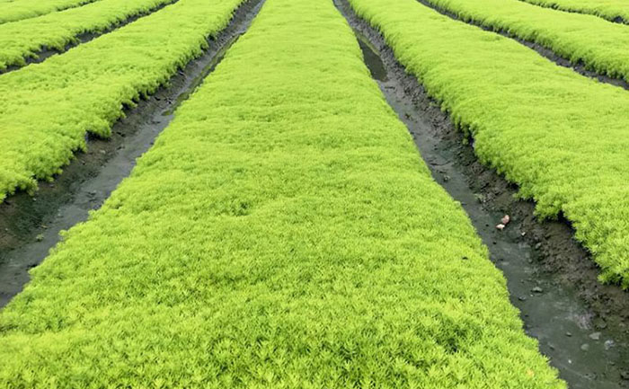 佛甲草自动化生产流水线作业实拍