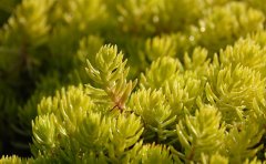 河南佛甲草种植基地｜专业供应与屋顶绿化解决