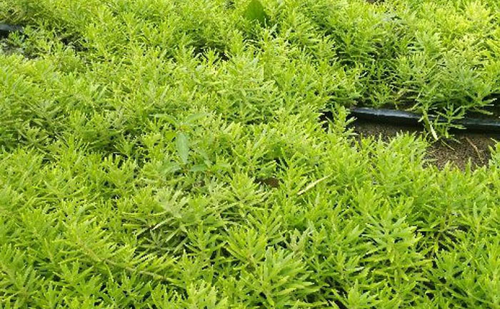 佛甲草屋顶绿化工程案例