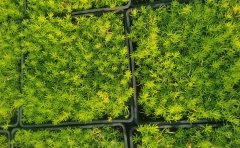 佛甲草病虫害防治药专业方案