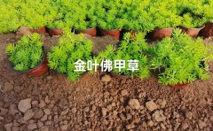 佛甲草耐旱耐寒性能｜抗逆品种与极端气候解决