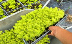 佛甲草7天快速成坪技术｜工程绿化专用解决方案