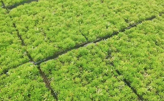 佛甲草冬季常绿工程案例