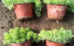 佛甲草垂直绿化墙建造指南｜立体种植系统