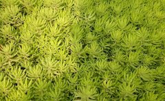 佛甲草屋顶降温系统方案｜节能绿化技术