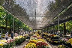 菊花展温差大易谢花-防冻