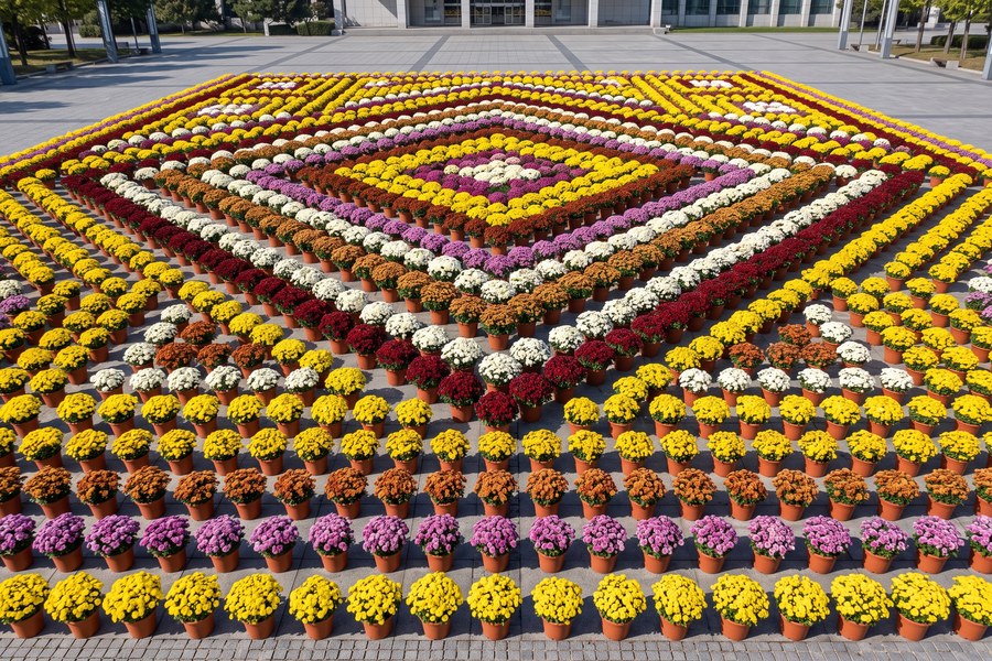 室内展馆与景区主干道两侧盆栽菊花依视距梯次摆放布展实景