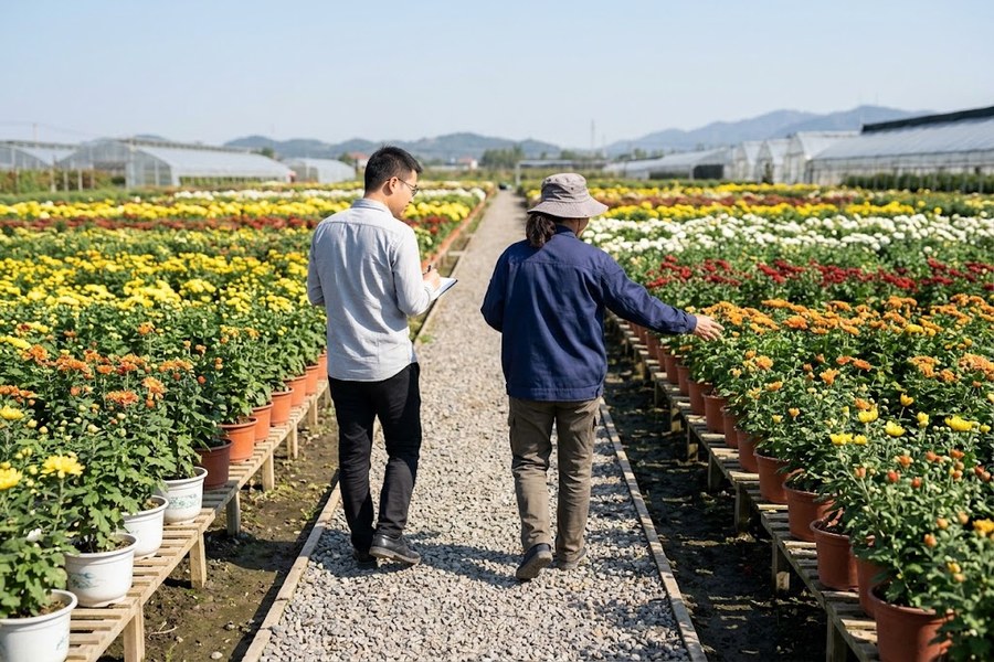 菊花展采购方实地考察开封大型菊花繁育基地的温室大棚实景